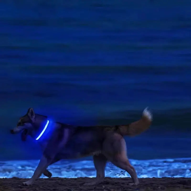 LED Hundehalsband & Leine – Leuchtendes Nylon Sicherheitsband | Glow-in-the-Dark Halsband für Hunde – Sichtbarkeit bei Nacht PawPaw
